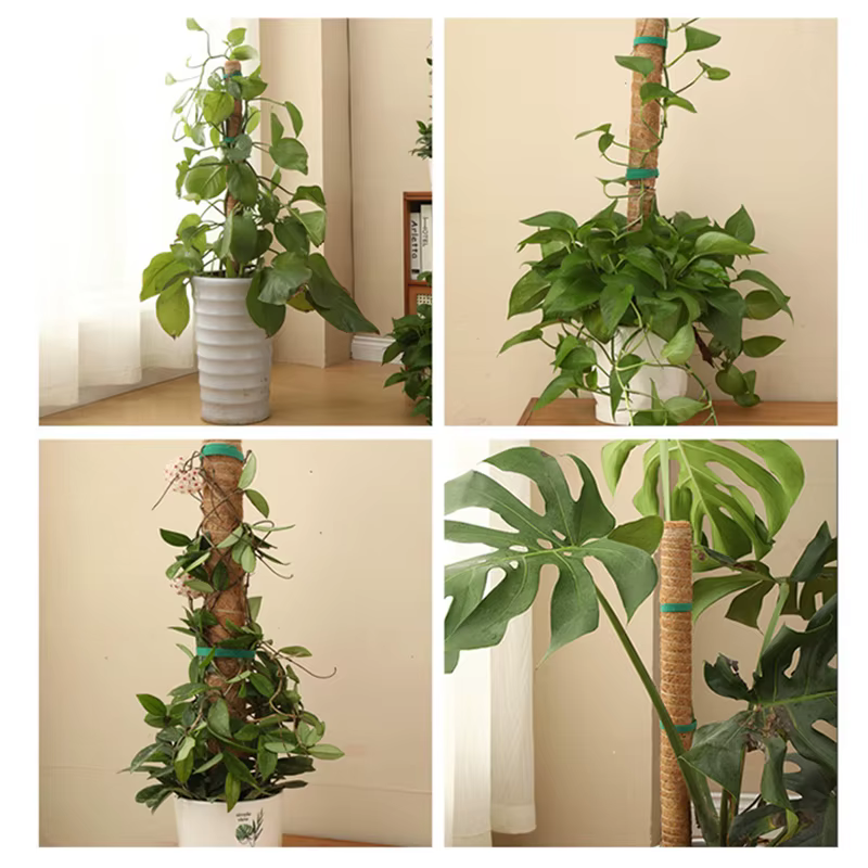 Plantes pliables Support d'escalade plante mousse coir pôle bas