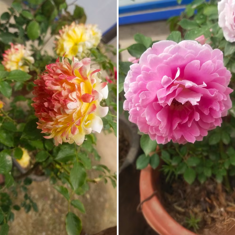 Engrais composé spécial à la rose 30g