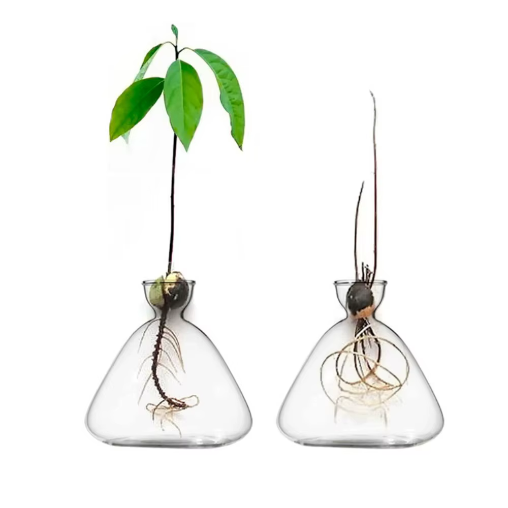 Vase de germination pour graines d'avocat