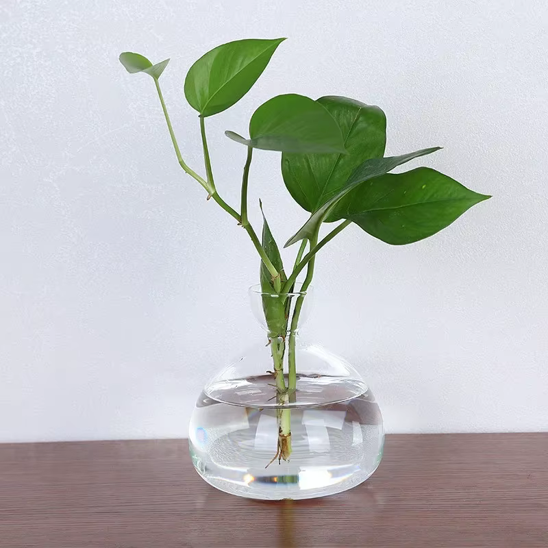 Kit de culture de graines d'avocat transparent – Vase en verre pour démarreurs de plantes