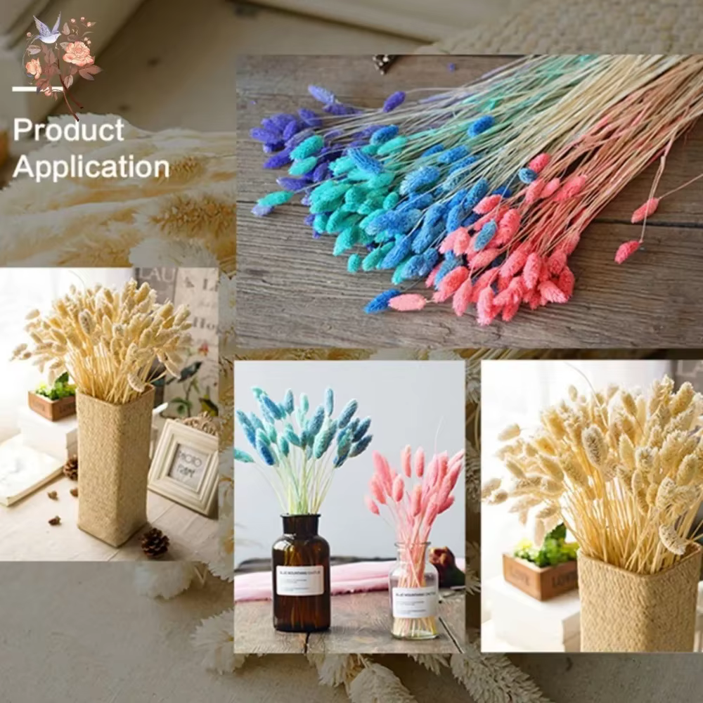 50 pièces fleurs séchées naturelles gemme herbe Phalaris plante maison salon décoration préservée bijoux