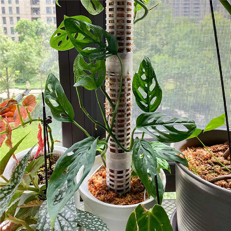 Colonne de support pour plantes grimpantes en mousse de sphagnum
