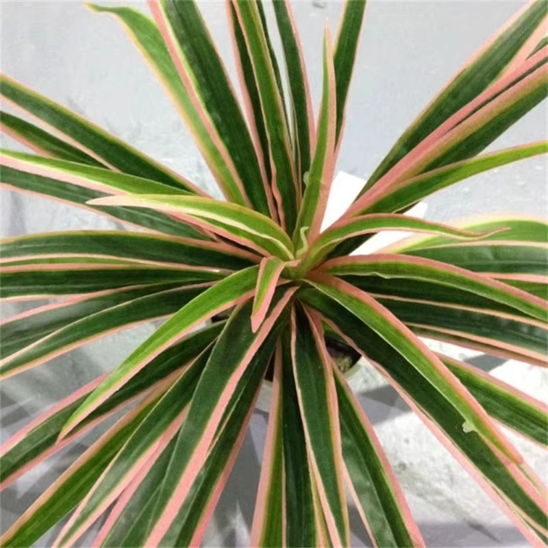 Plantes artificielles en plastique