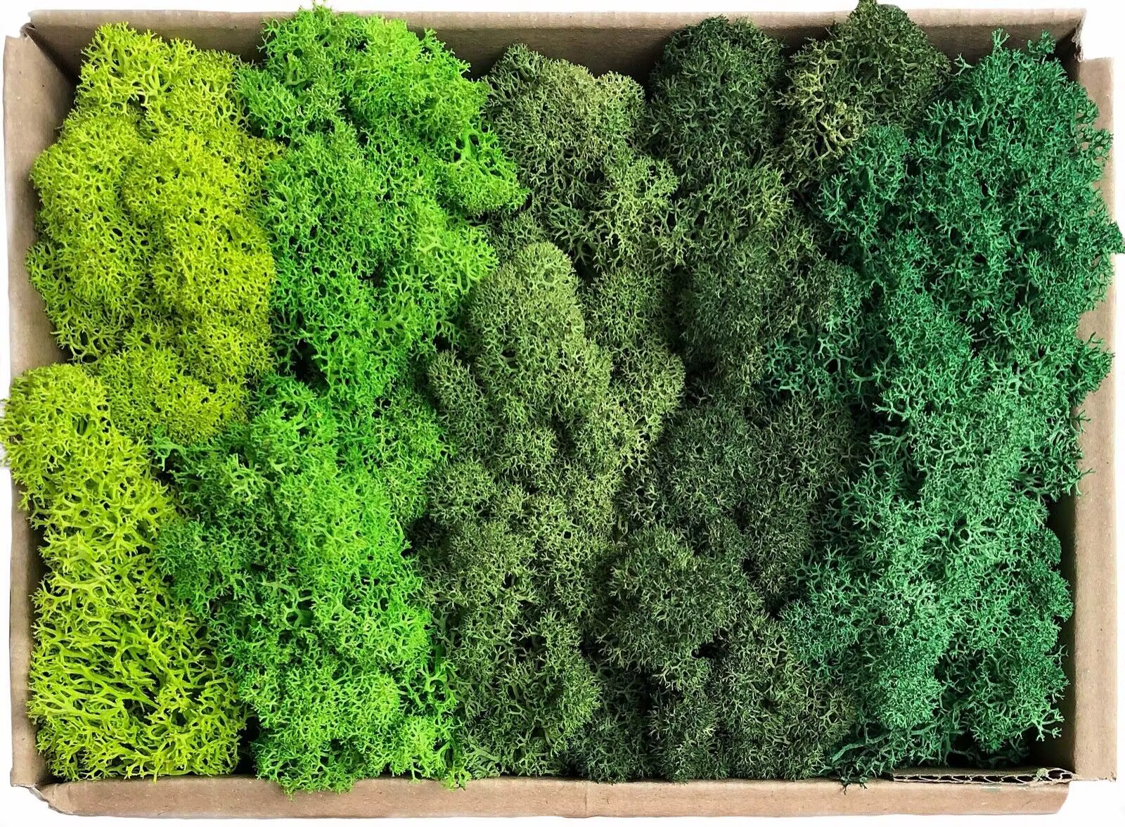Mousse de couleur verte naturelle