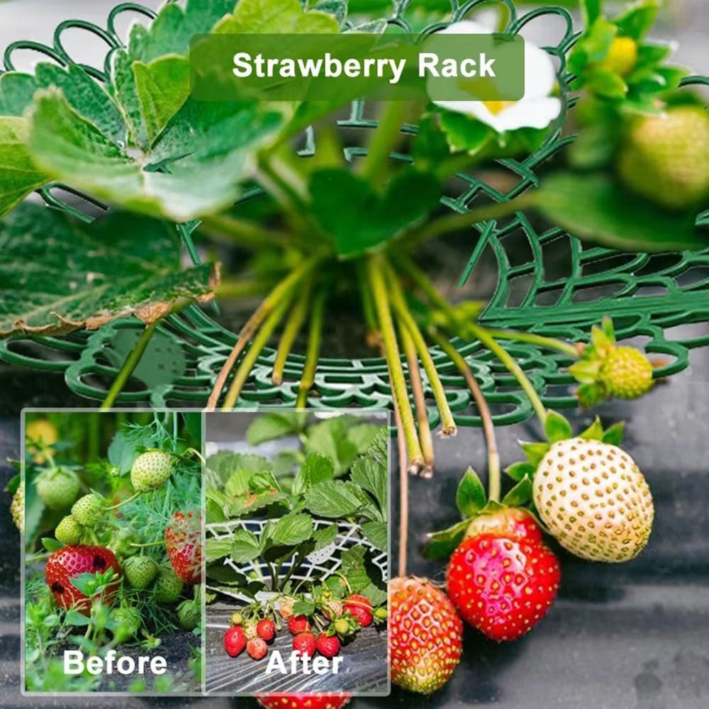 Supports robustes pour plantes de fraises à 3 pieds