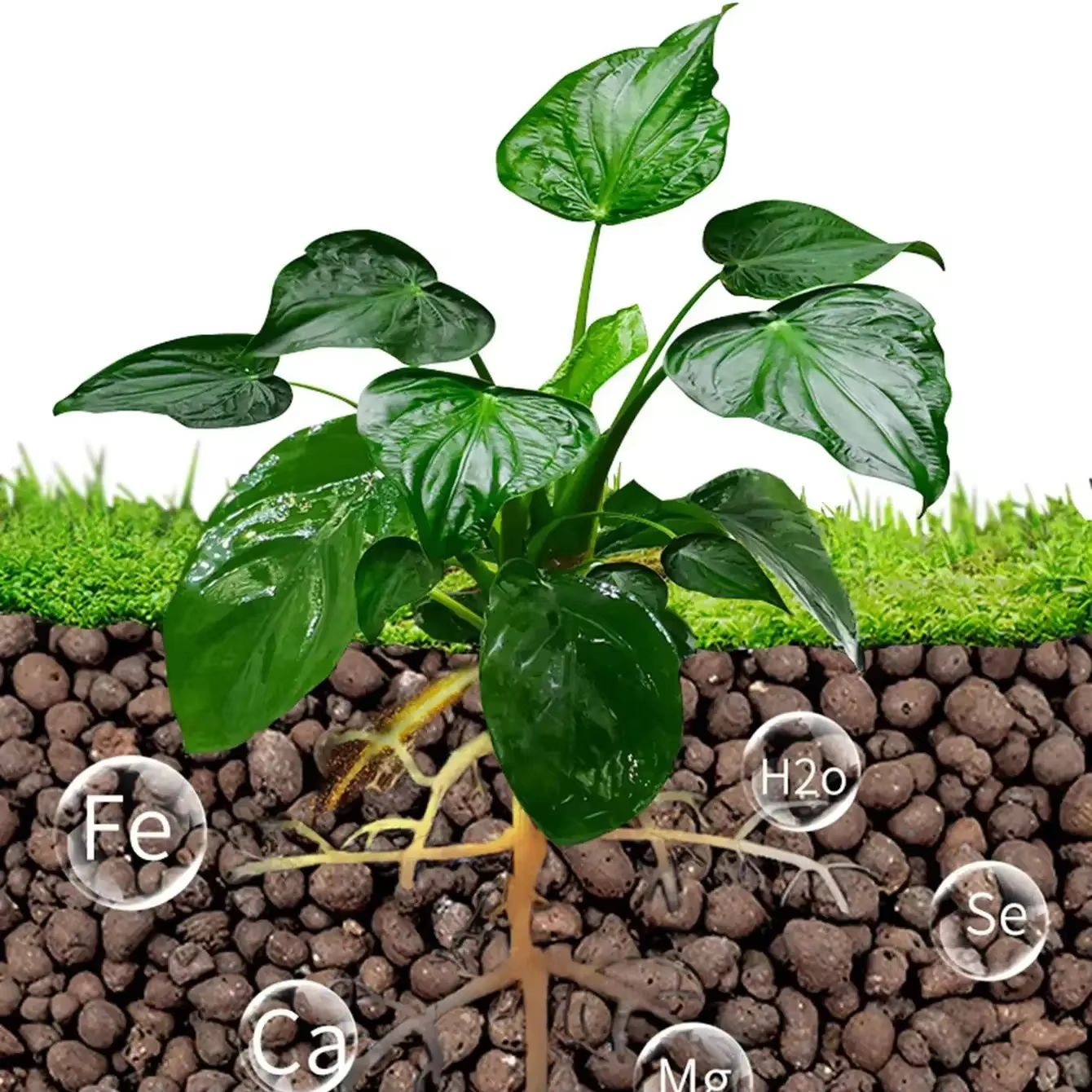 Boules Leca en argile pour plantes
