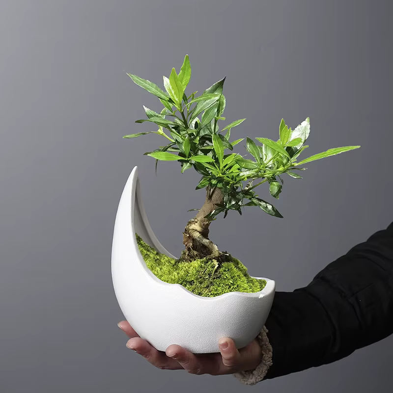 Pot de fleurs en céramique en forme de corne de rhinocéros