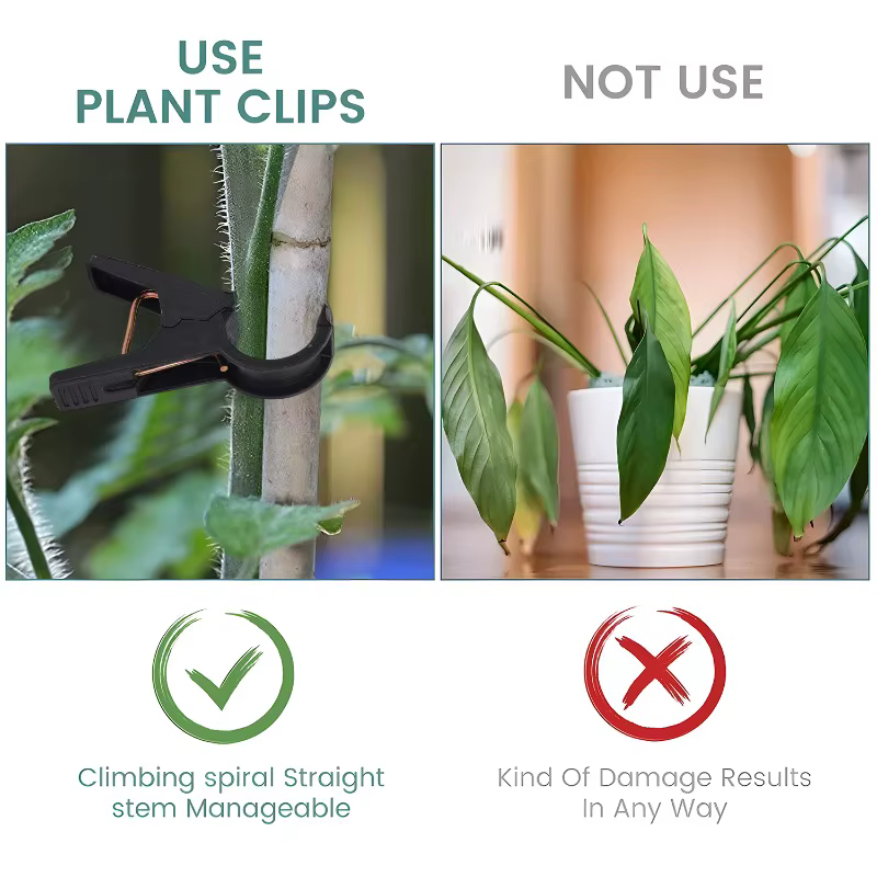 Clips de Support pour plantes