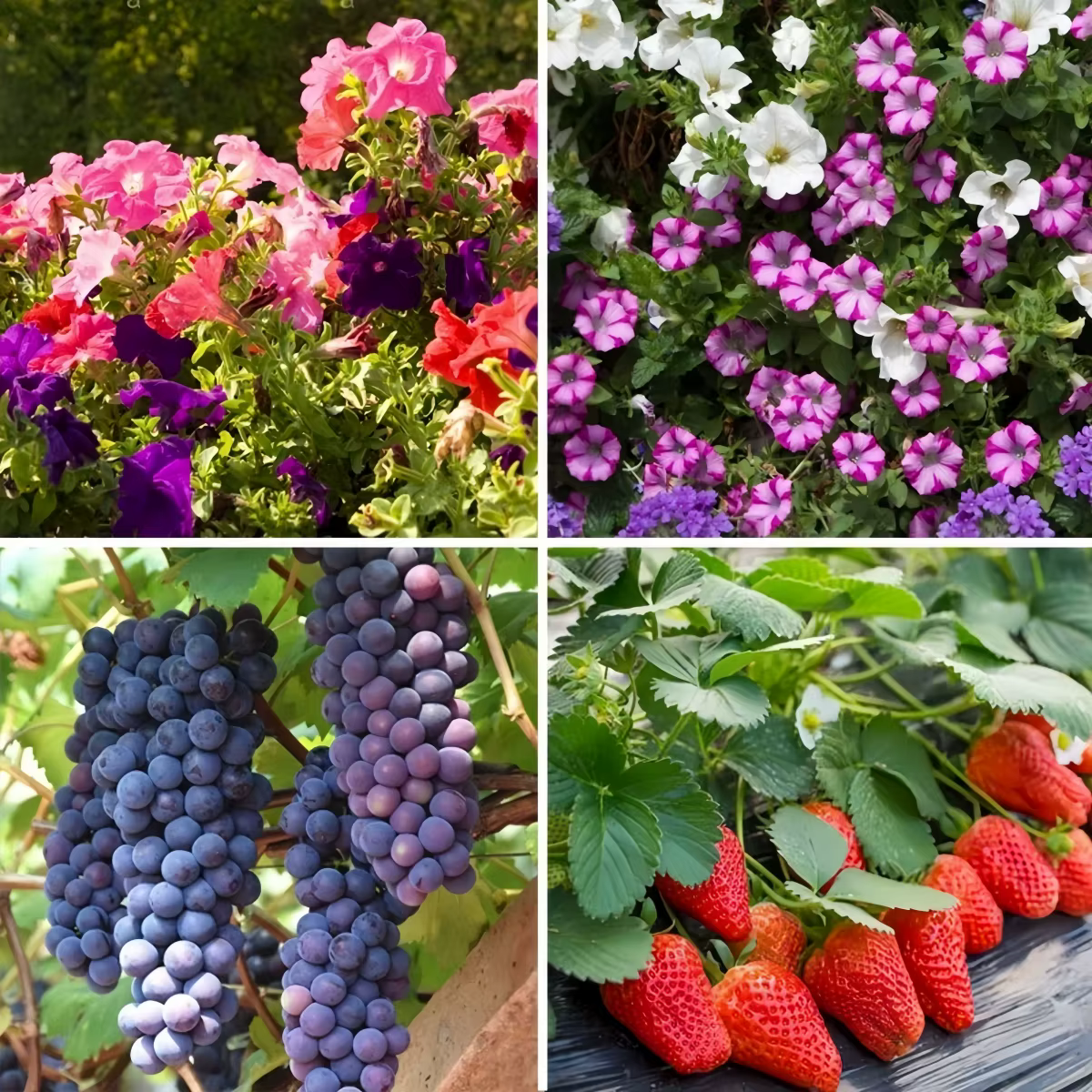 Fertilisateur de fruits
