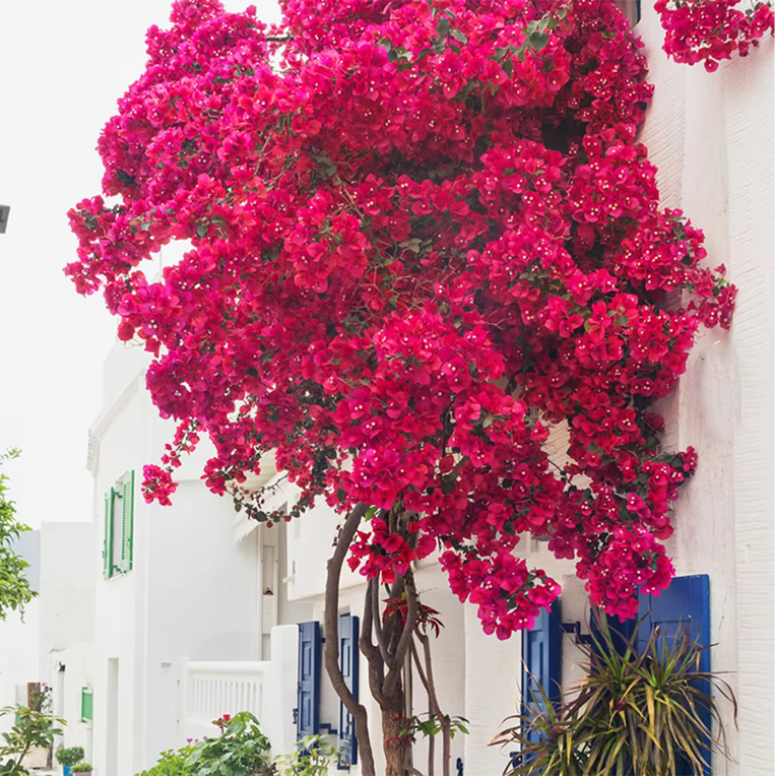 Décor d'arbre de fleur de bougainville artificielle avec 30 Branches + 4 vigne