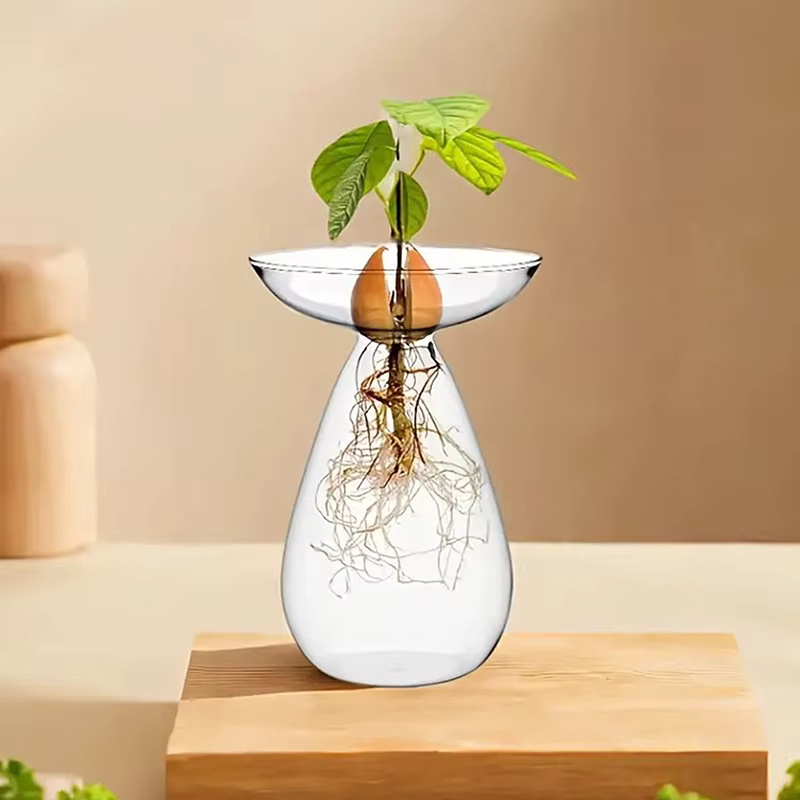 Vase hydroponique Transparent coloré d'avocat