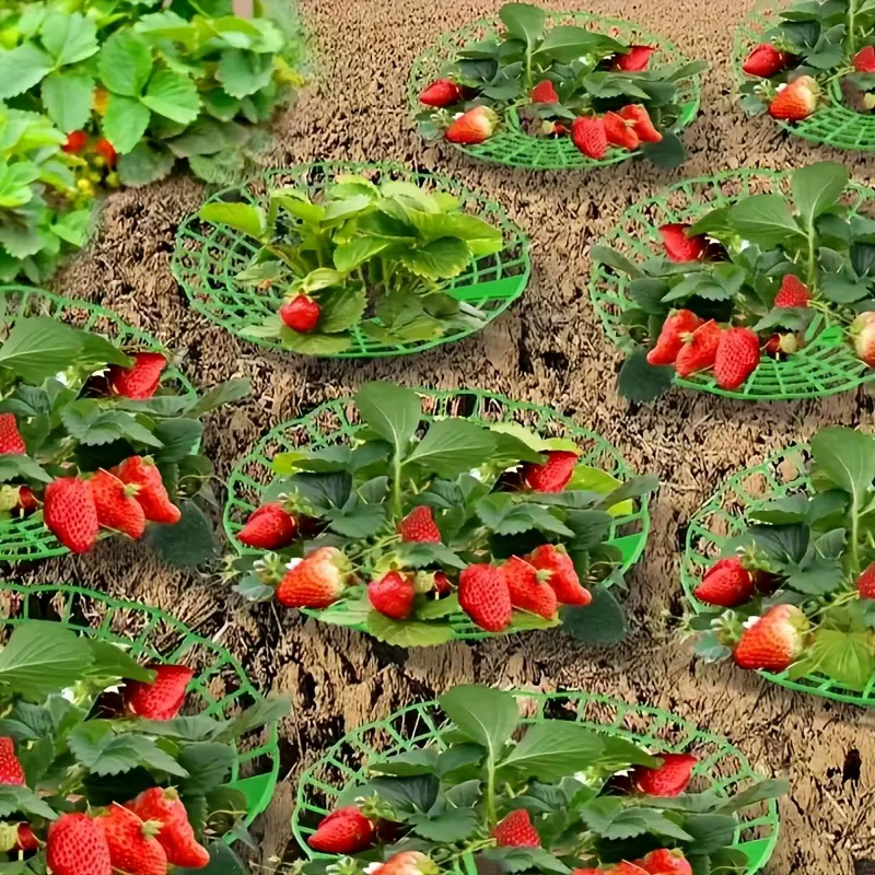 Supports de plantation de fraises vertes