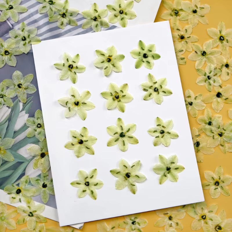 8 pièces, sans décoloration velours pressé vraies fleurs conservées étoile Bethlehem pour résine bijoux visage maquillage noël Scrapbooking Kit de bricolage
