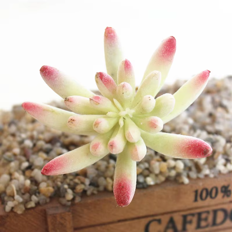 Plante succulente artificielle en plastique