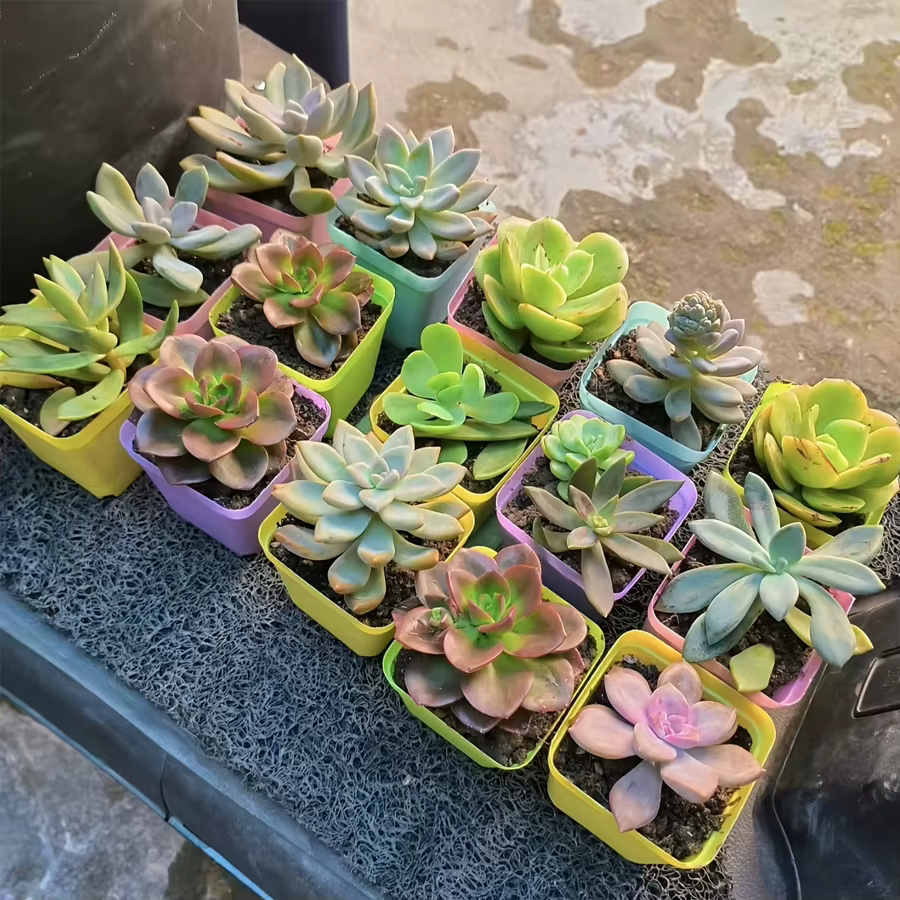 Lot de 6/12/24 pots de fleurs carrés colorés avec plateau