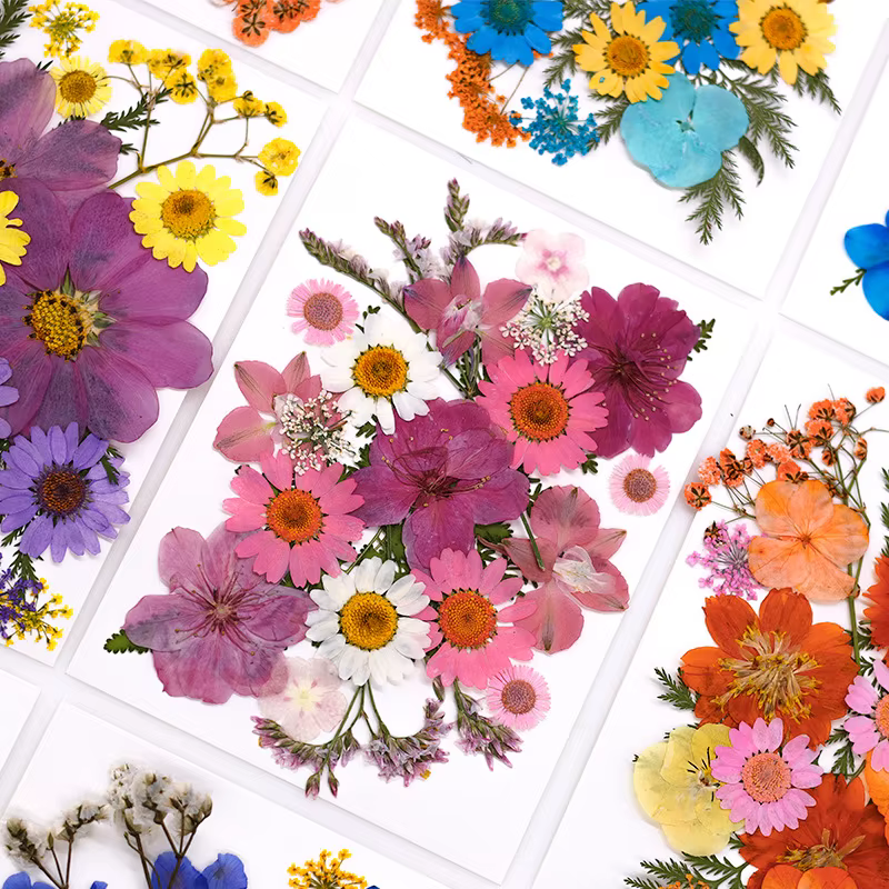 Fleur séchée pour bricolage