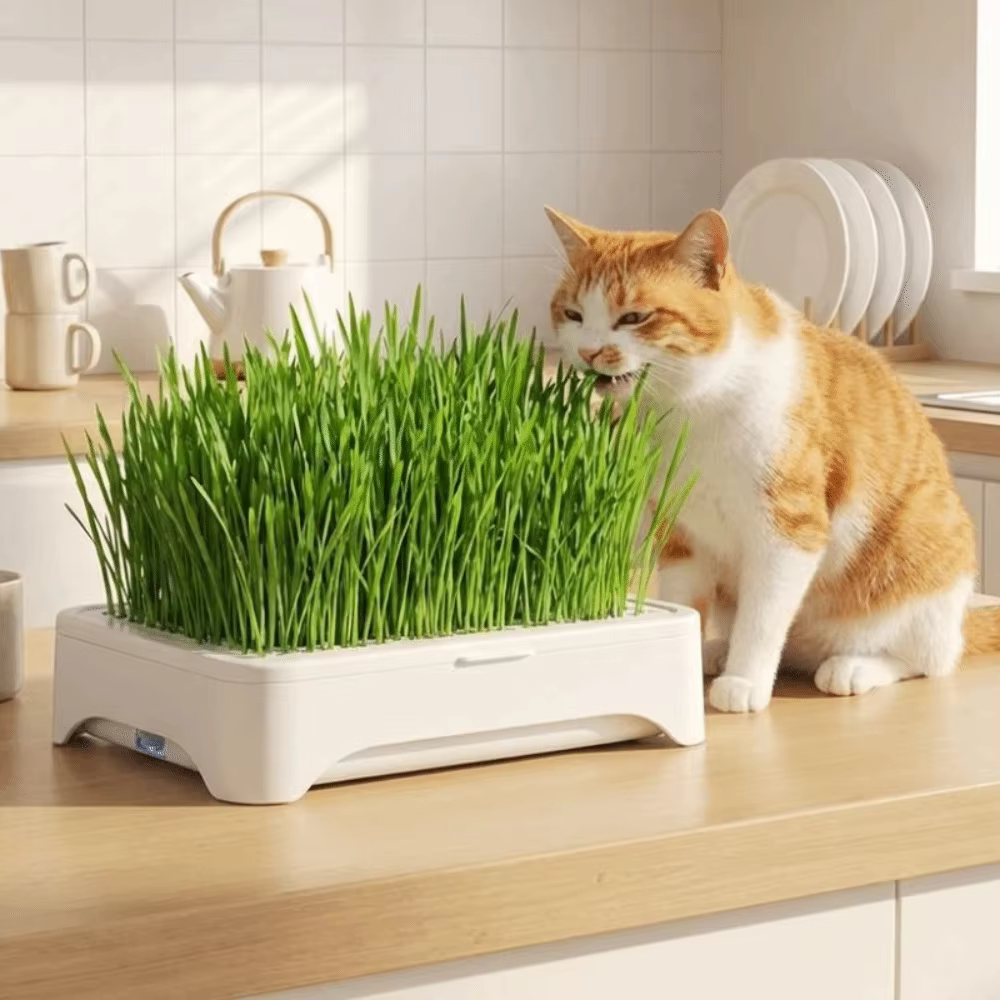 Pot de culture pour herbe à chat en plastique