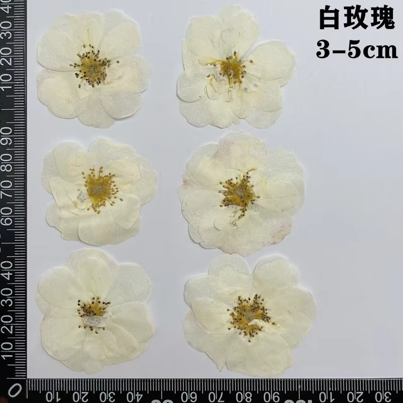 60 pièces pressées séchées rouge jaune Rose