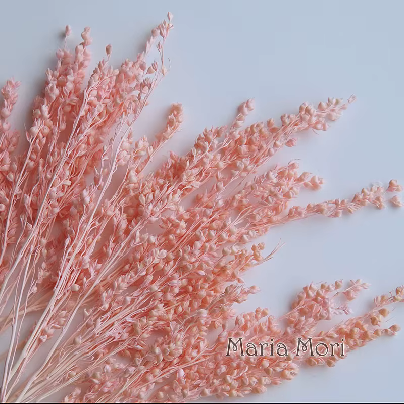 10g/Coloré Fleurs de maïs séchées blanchies