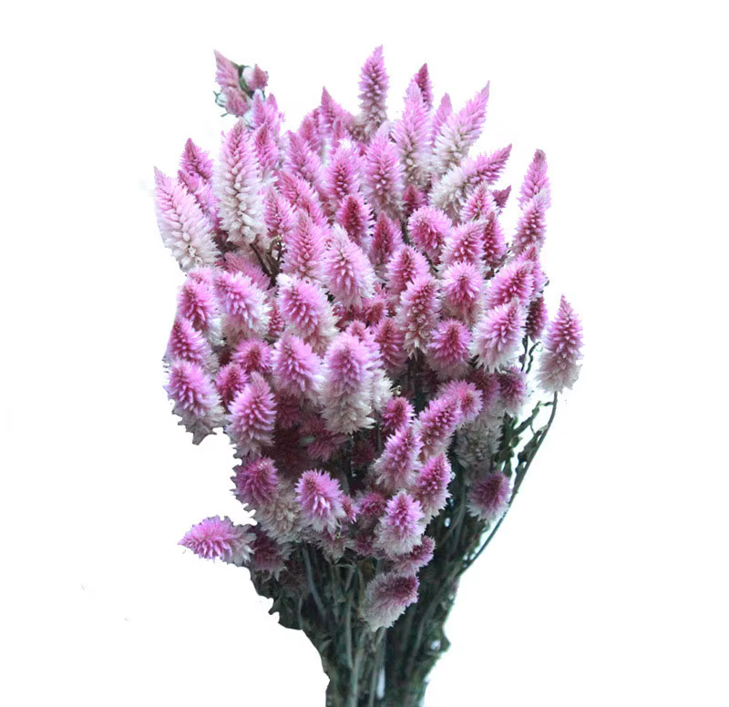 Bouquet de Fleurs vaccées Naturelles avec Queue de Phénix
