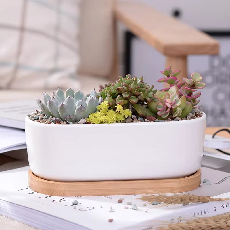 Pot de jardinière succulente blanche en céramique de forme ovale avec plateau en bambou