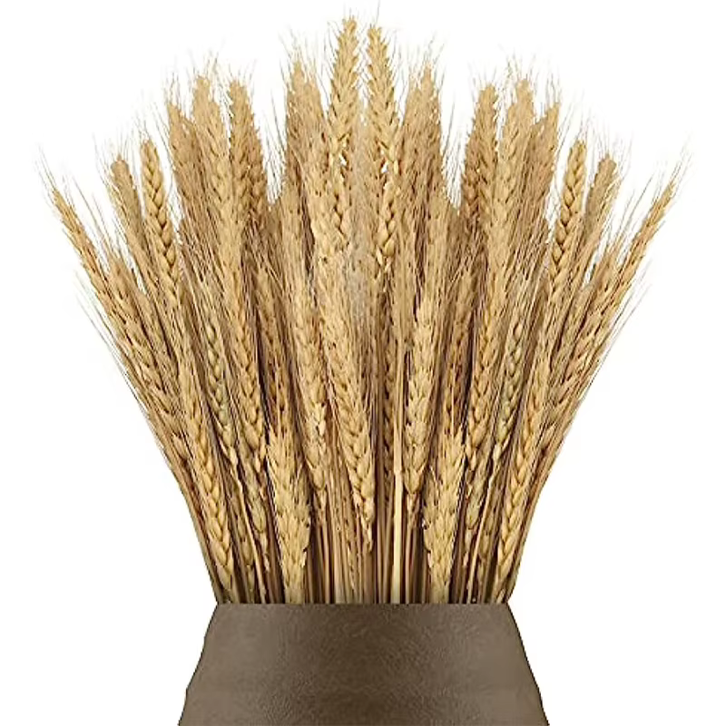 Pointes de blé séchées naturelles pour la décoration