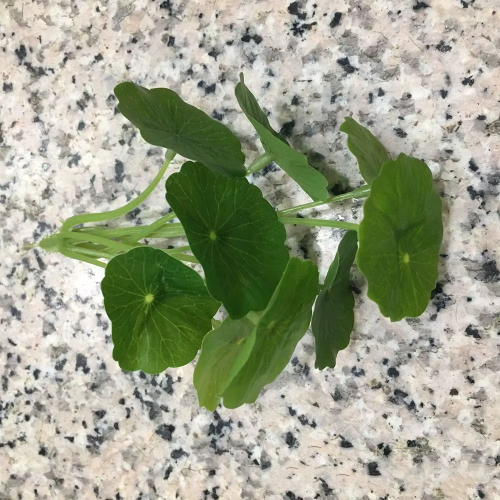 Plante verte 9 têtes Feuille de lotus artificielle Petite