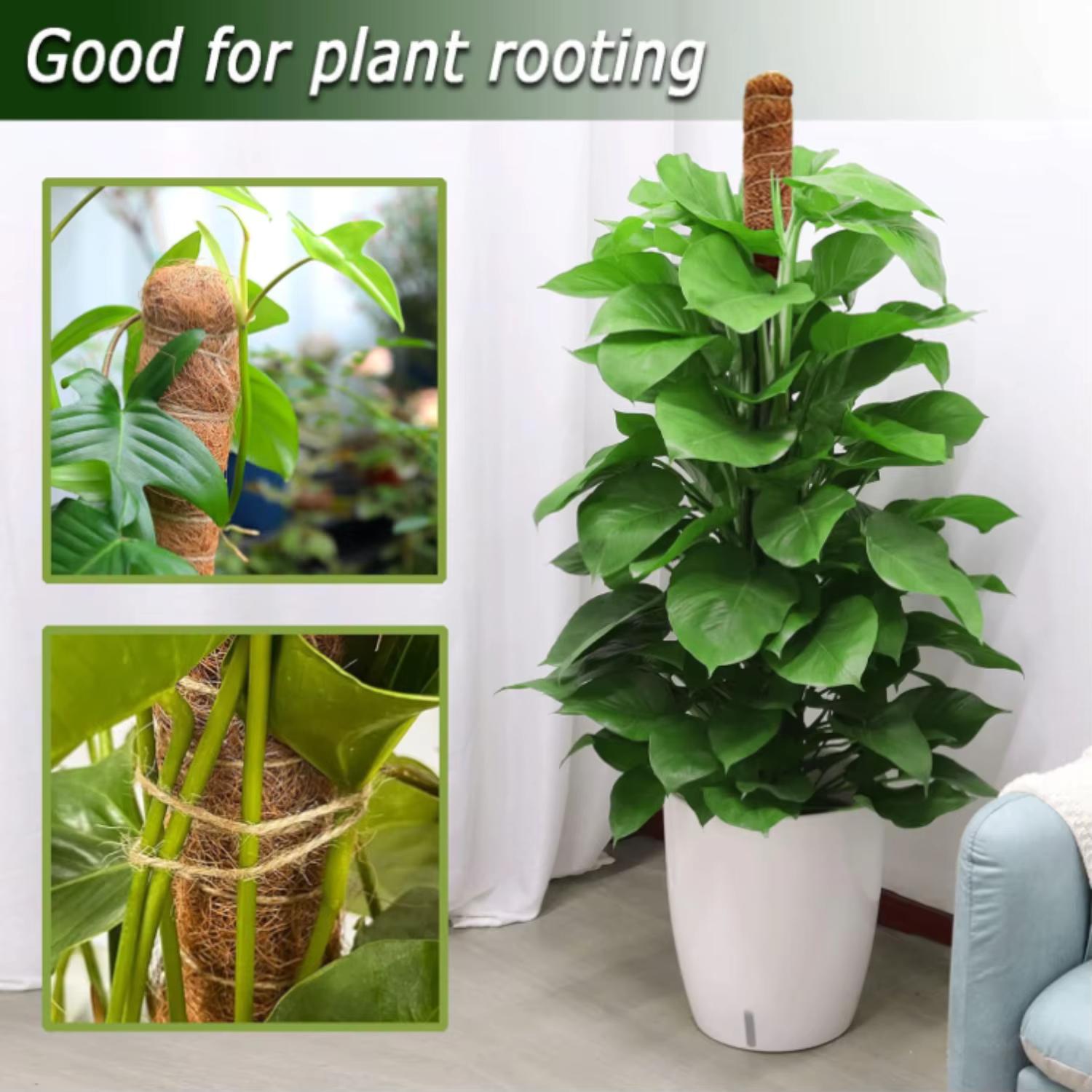 Support de plante Monstera pliable en mousse