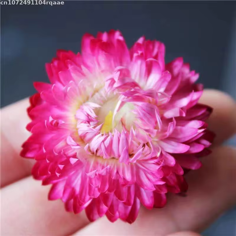 Fleur séchée naturelle premium d'Immortelle (Helichrysum Bracteatum) – Mélange de fleurs pour décoration de mariage