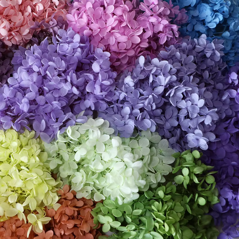 Fleurs d'hortensia Anna de qualité supérieure