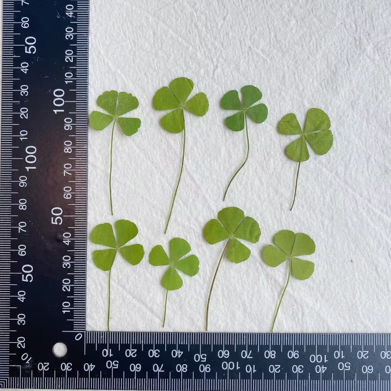 Trèfle à quatre feuilles pressé naturel