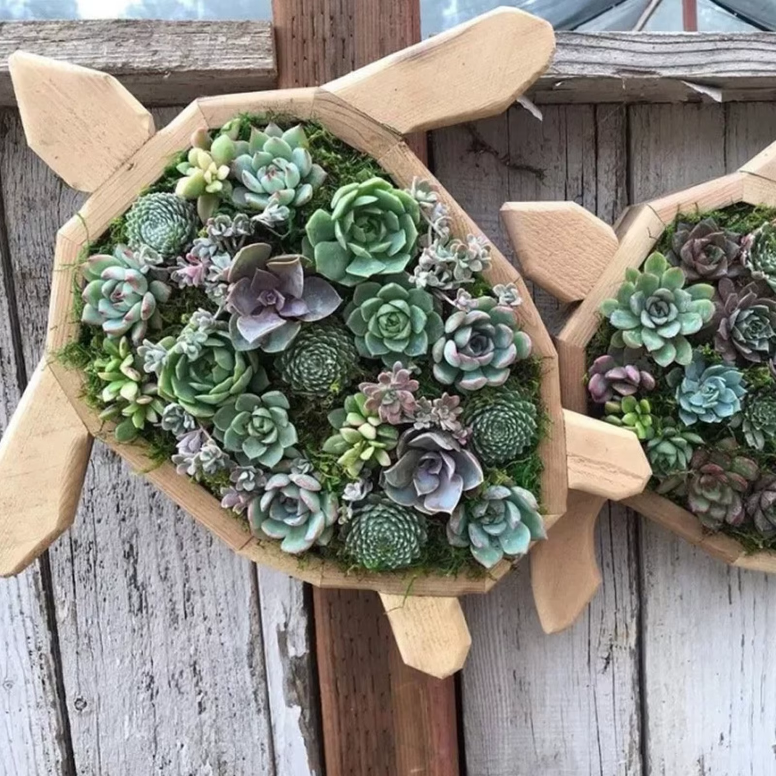 Pots de fleurs succulentes en bois en forme d'animal