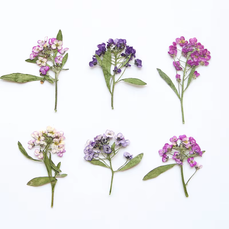 Mini fleur pressée parfumée en forme de boule de neige