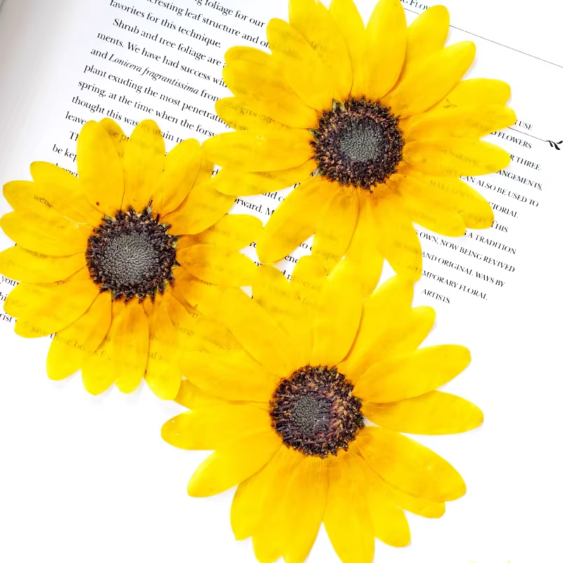 Kit d'artisanat de fleurs sèches de tournesol pressé