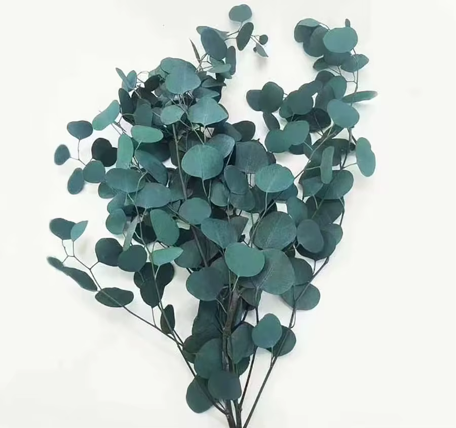 Feuilles rondes d'eucalyptus pour la décoration intérieure