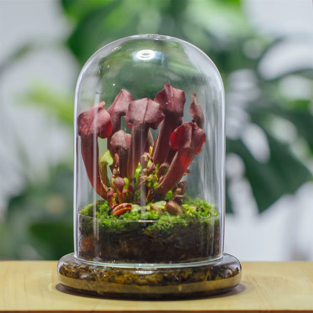 Cloche en verre avec trou d'aération