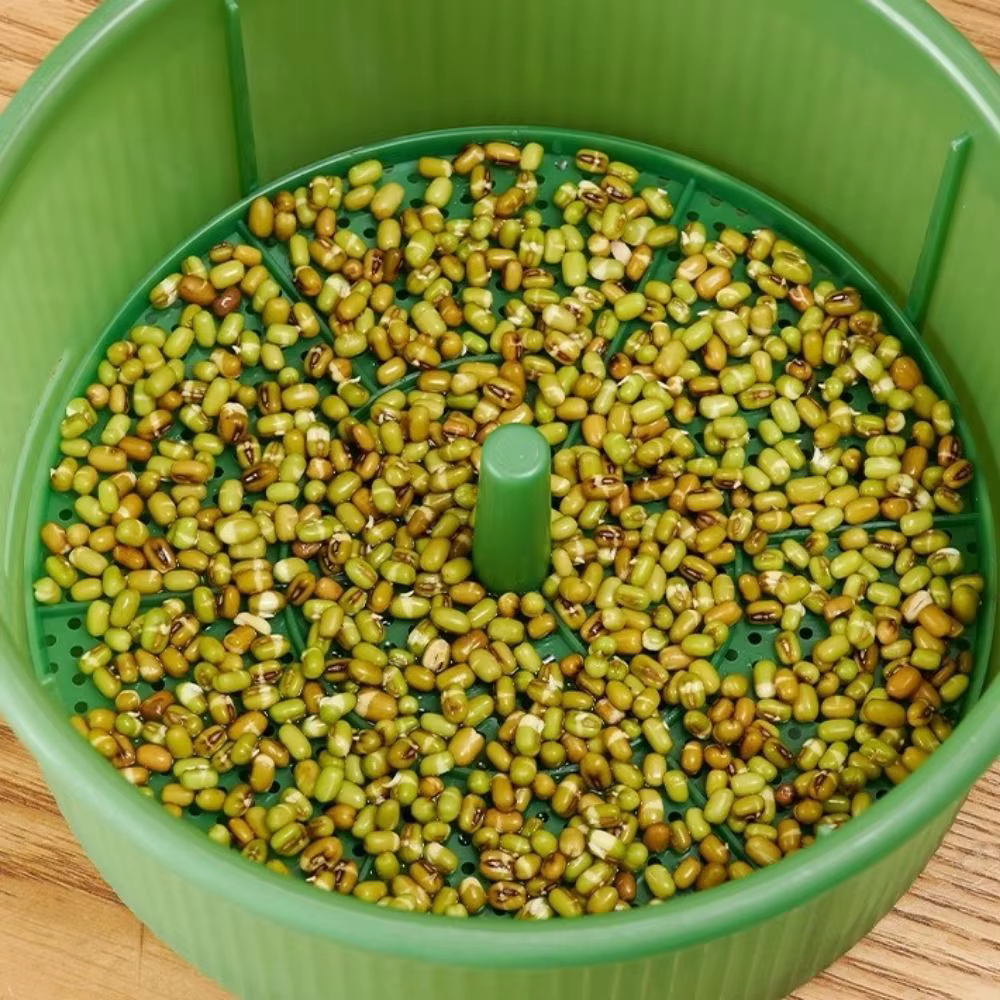Pots de pépinière en plastique pour germes de haricots