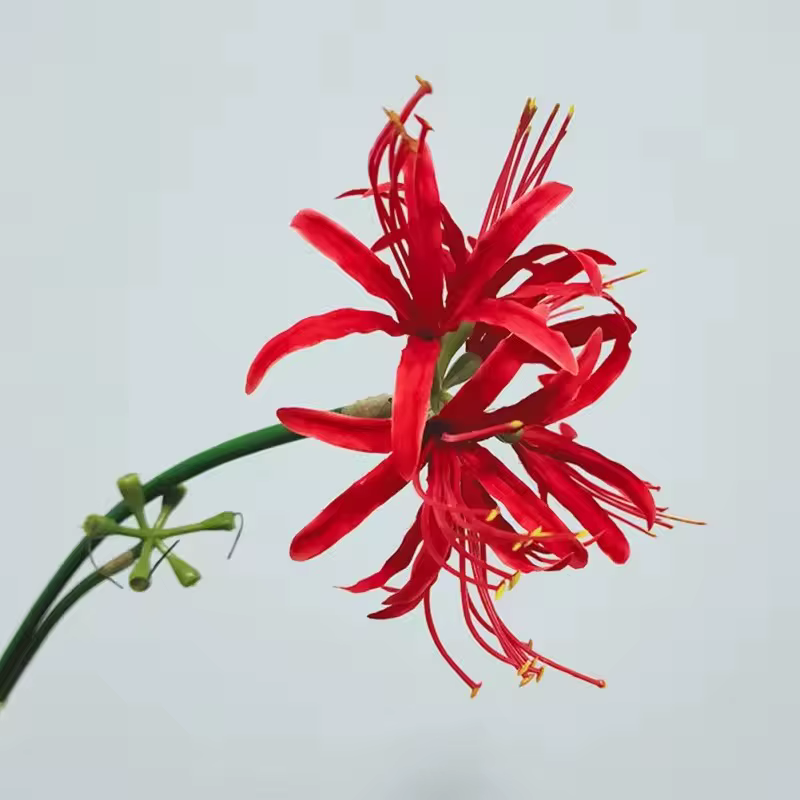 Kahaul 64 cm fleurs artificielles Higanbana branche belle fausse fleur couronne de noël maison Festival fête mariage jardin décor