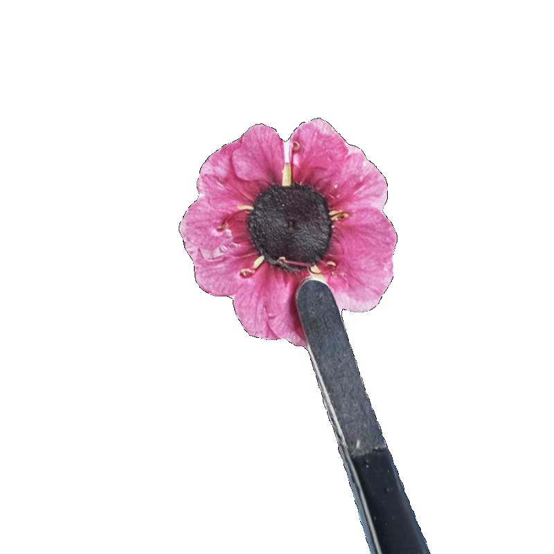 1-2cm/12pcs, Têtes de fleurs de Manuka rouges pressées