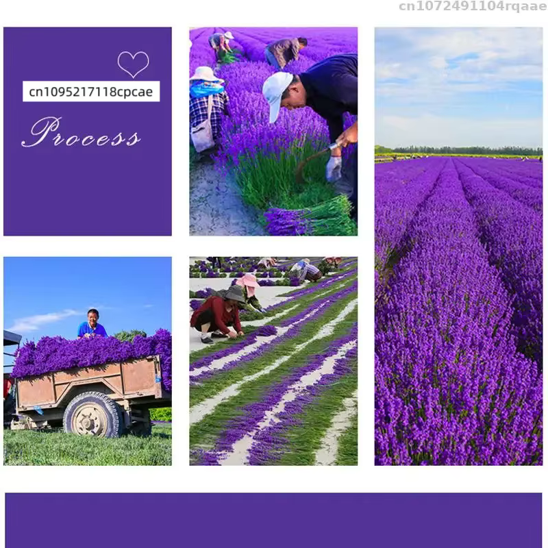 Fleurs séchées de lavande 100% naturelles 6A pour pot-pourri