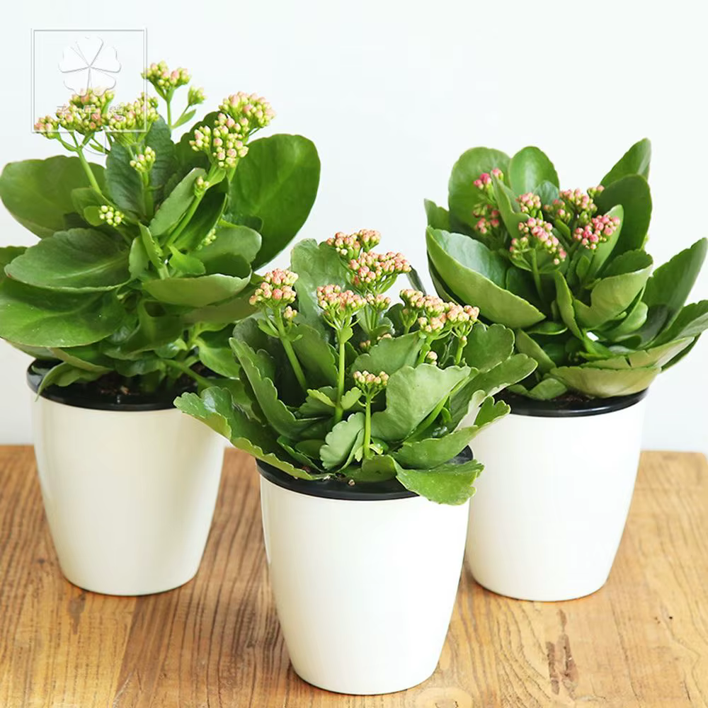 Pot de fleurs en plastique automatique pour la décoration de bureau