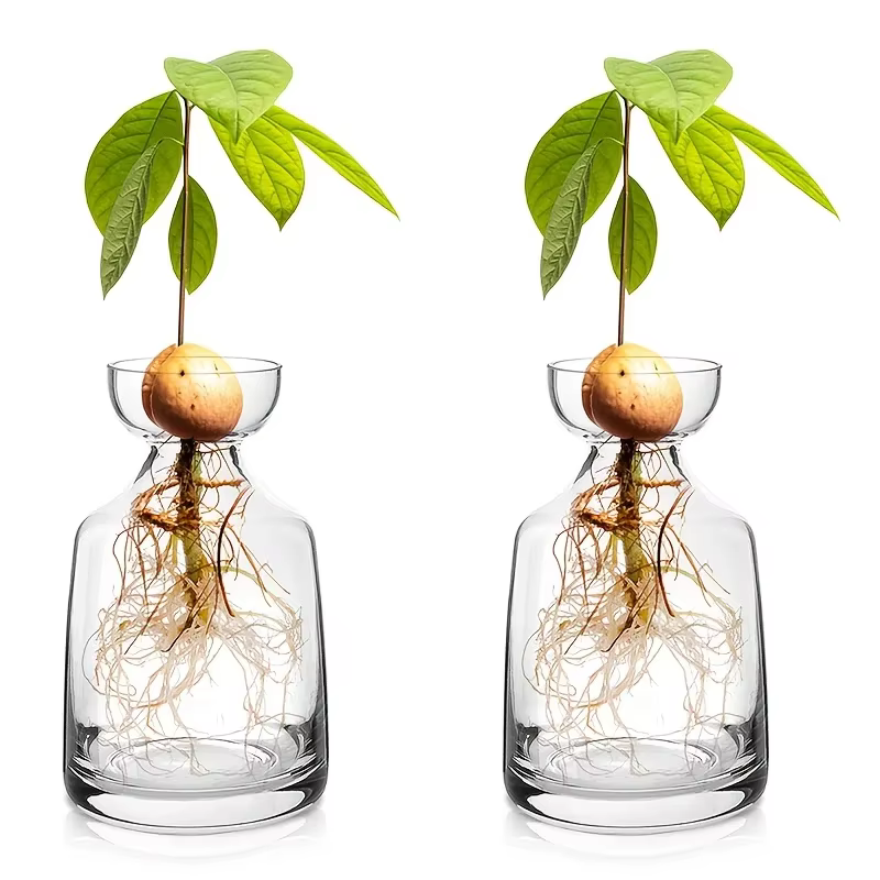 Vase de démarrage de graines d'avocat en deux pièces - Créez votre propre arbre