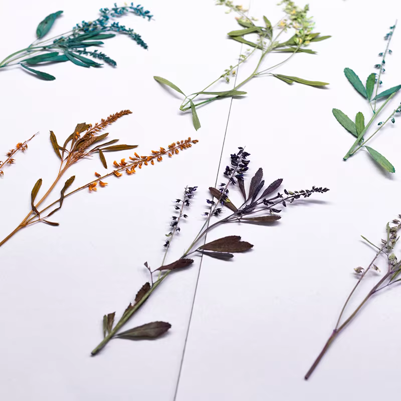 24 pièces, Fleurs de Mélilot Naturelles Pressées