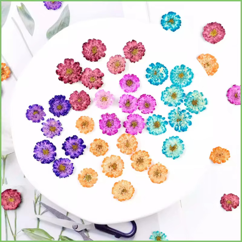 12 pièces/1-2 cm, mini fleurs séchées de marguerite et de camomille pressées