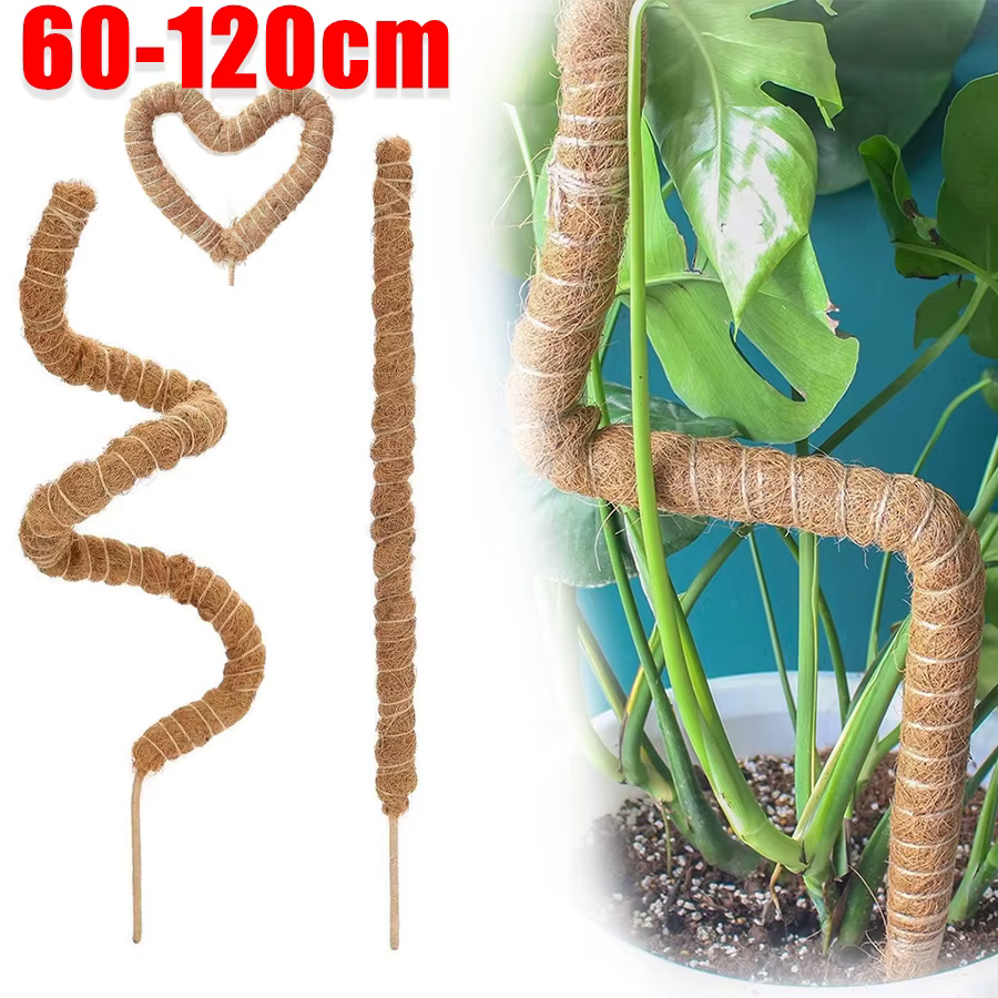 Canne de palmier grimpante pliable pour plantes d'intérieur