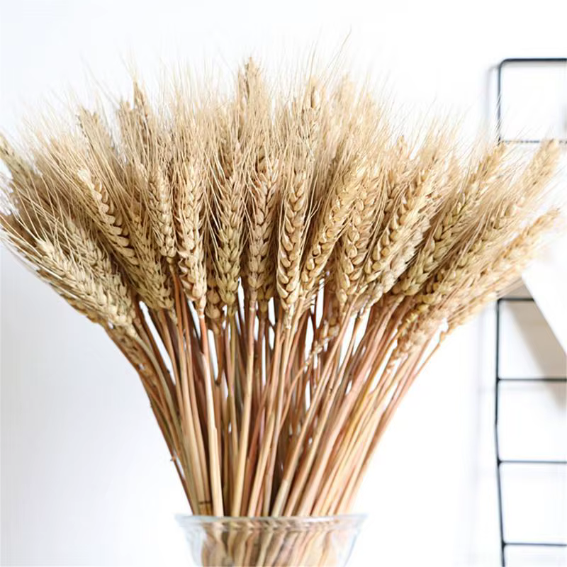 Sunks de blé séché naturel pour la décoration