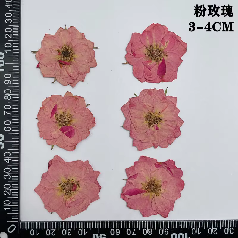 60 pièces pressées séchées rouge jaune Rose