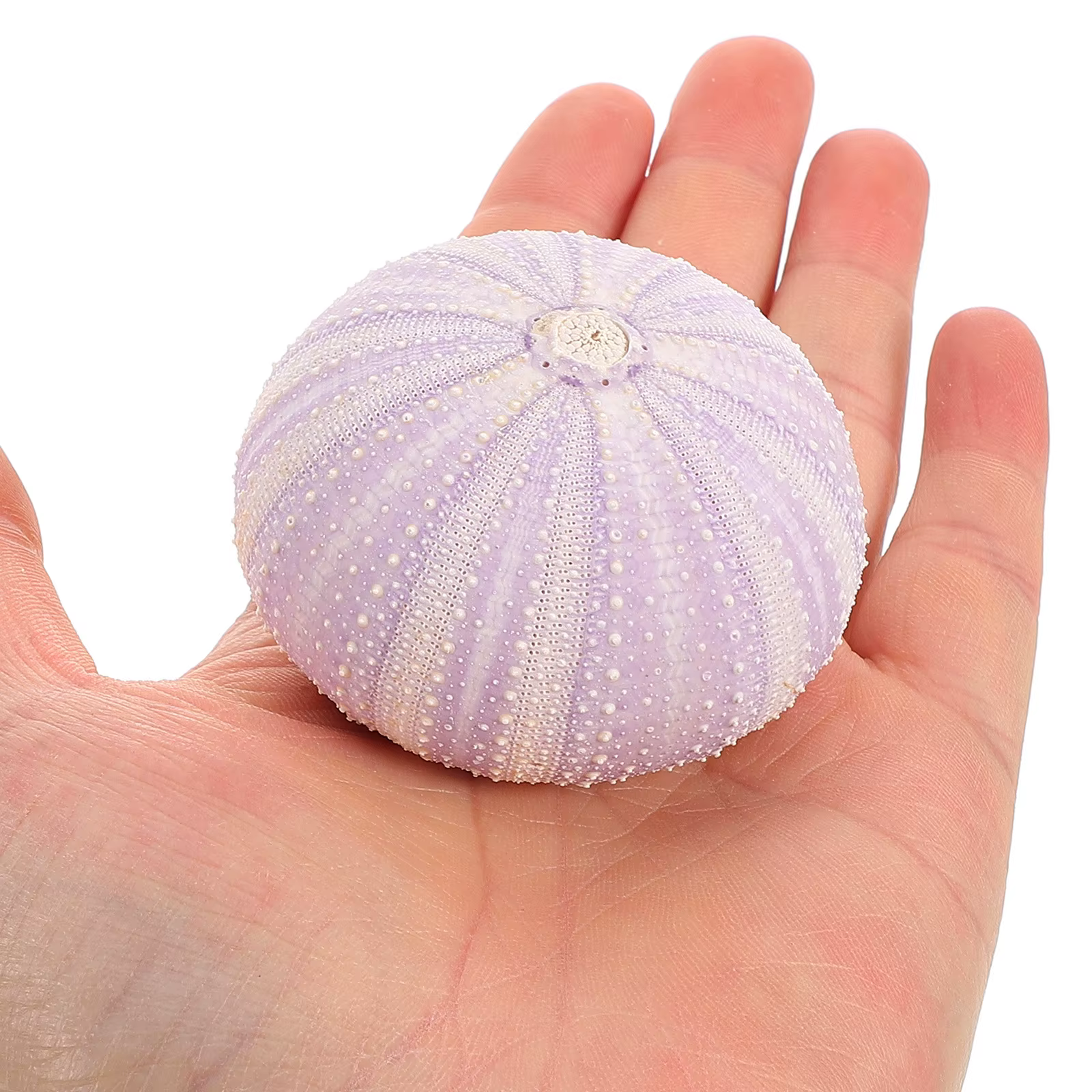Coquille d'orchin séchée naturelle