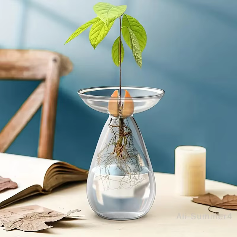 Vase hydroponique Transparent coloré d'avocat