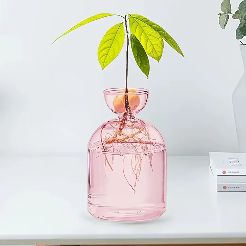 Vase hydroponique Transparent coloré d'avocat